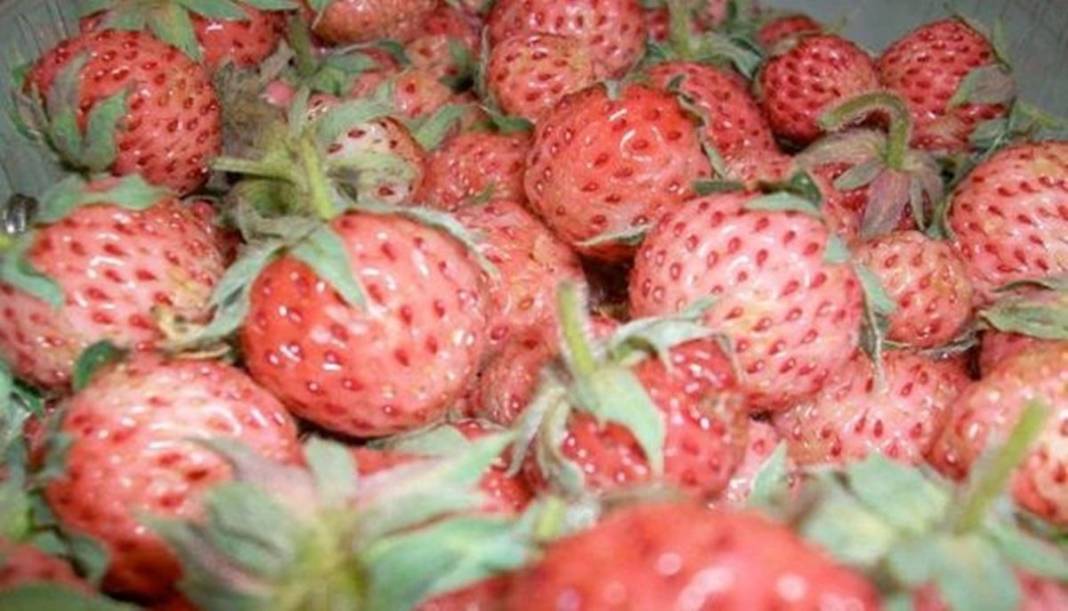 Bu yıl adeta topraktan fışkırıyor, kapış kapış satılıyor! Osmanlı sultanları bu meyve olmadan sofraya oturmazdı 18